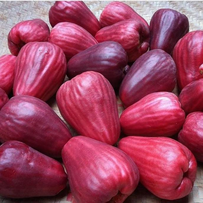 buah jambu bol jamaika super 1 kg fresh