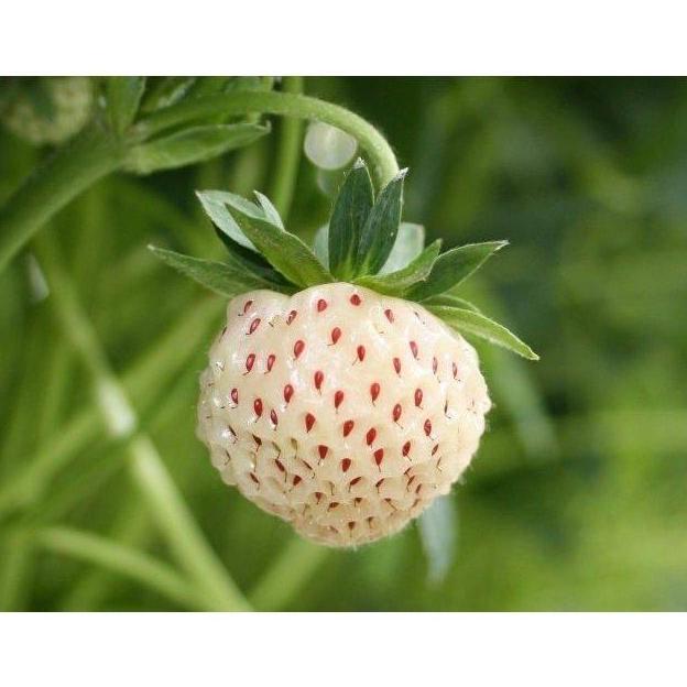 Benih Bibit Biji Buah Stroberi Strawberry White Alpine Import