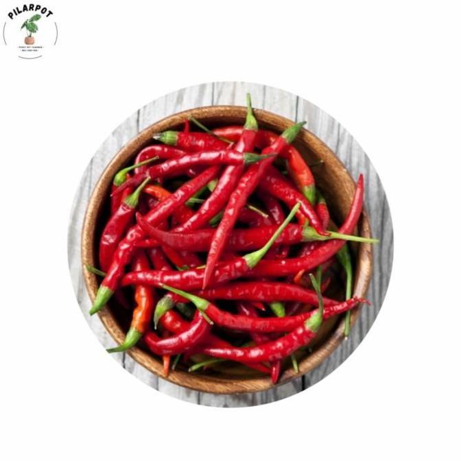 benih bibit cabe keriting PM 999 F1 cap panah merah - CABAI PM 999 F1