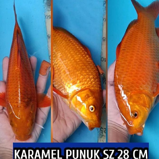 Promo Koi Blitar Karamel Penjinak Ready Kohaku Sanke Showa Tancho Chagoi Dll
