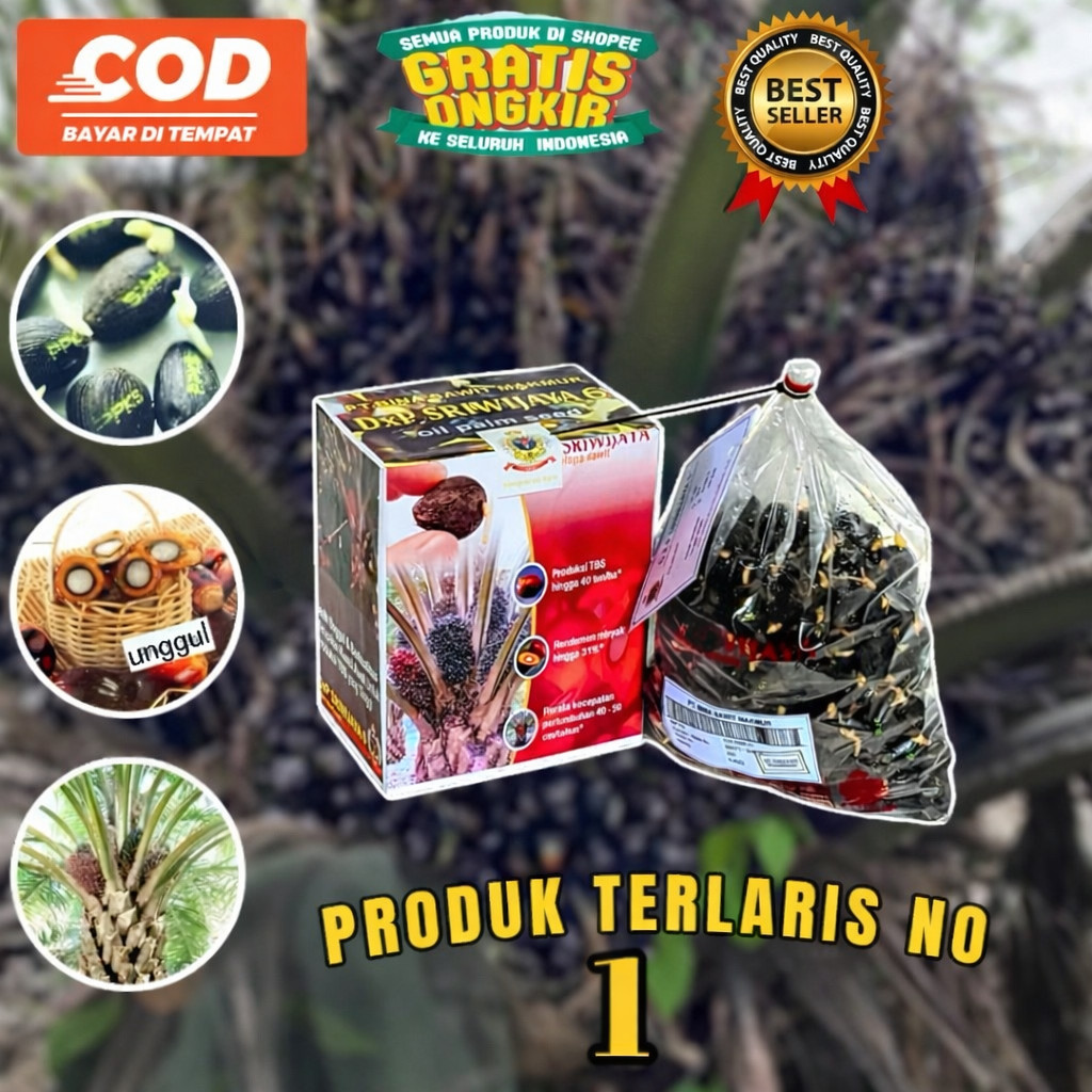 KECAMBAH SAWIT SRIWIJAYA 6 ORIGINAL DAPAT SERTIFIKAT