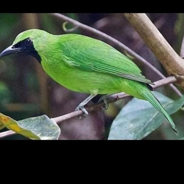 burung cucak ijo rawatan rajin bunyi sepasang