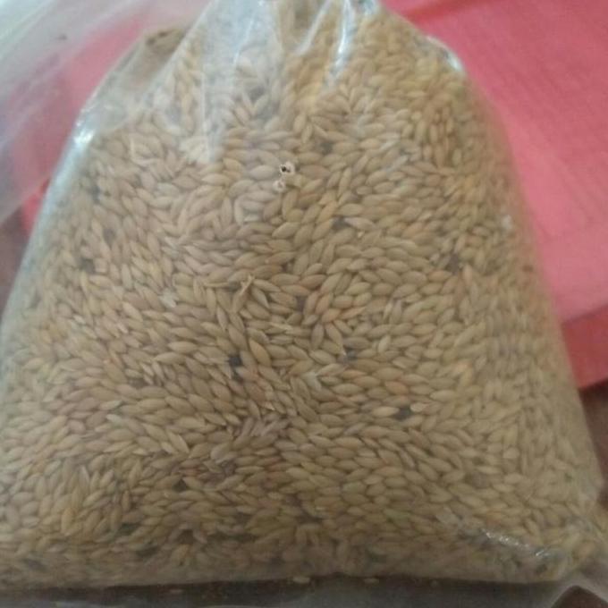 Kenari seed - Biji pakan kenari kiloan