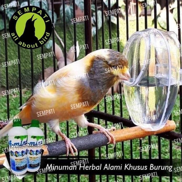 SEMPATI A-Mint Amint Water Sempati Air Minum Burung Lovebird Kenari Cucak Pleci Kolibri Pentet Anis 