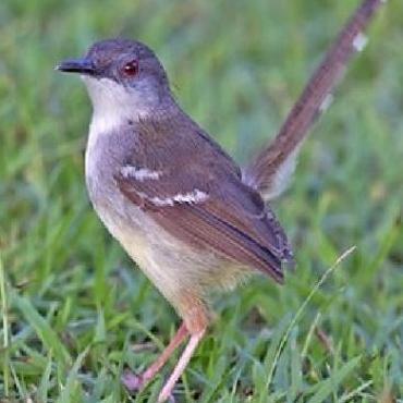 burung ciblek kristal bunyi pilihan