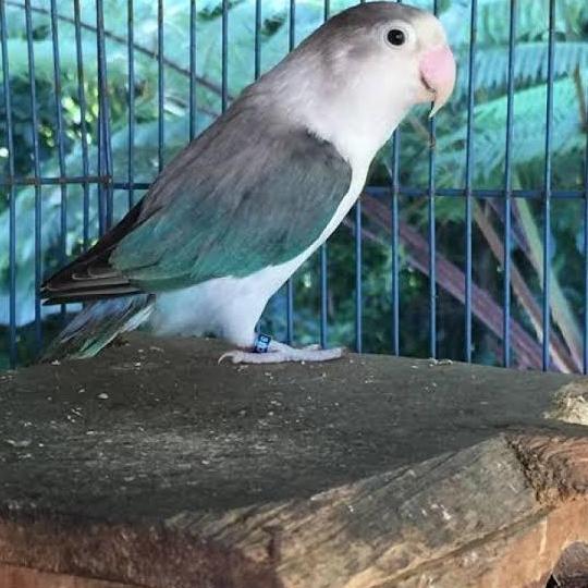 LOVEBIRD EWING BLUE/BURUNG LOVEBIRD