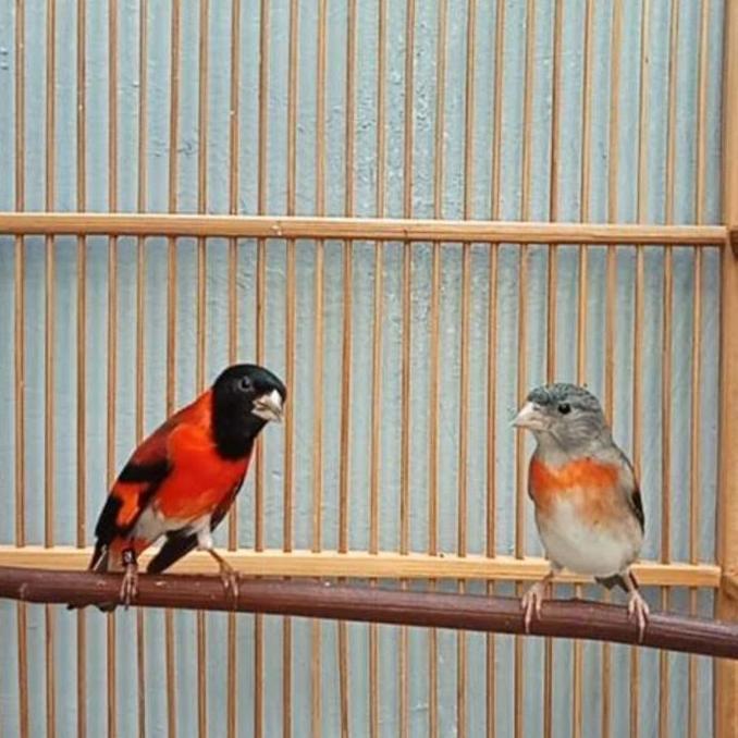 burung red siskin sepasang