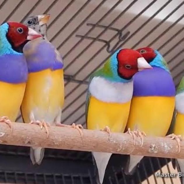 burung gould amadine sepasang