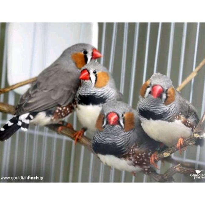 TSK TULANG SOTONG KERING ISI 2 pcs mengandung CALCIUM untuk Burung dan Hewan lainnya.