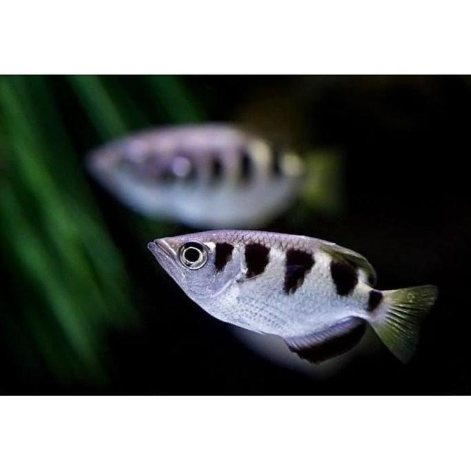 archer fish tawar
