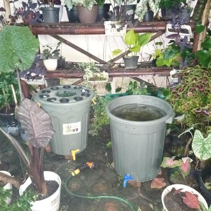 Paket PEMULA Budidaya Ikan BUDIKDAMBER siap panen