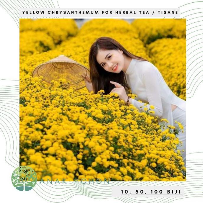 Benih Bibit Biji - Bunga Yellow Chrysanthemum Flower Traditional Chinese Medicine Herbal Tea Tisane 