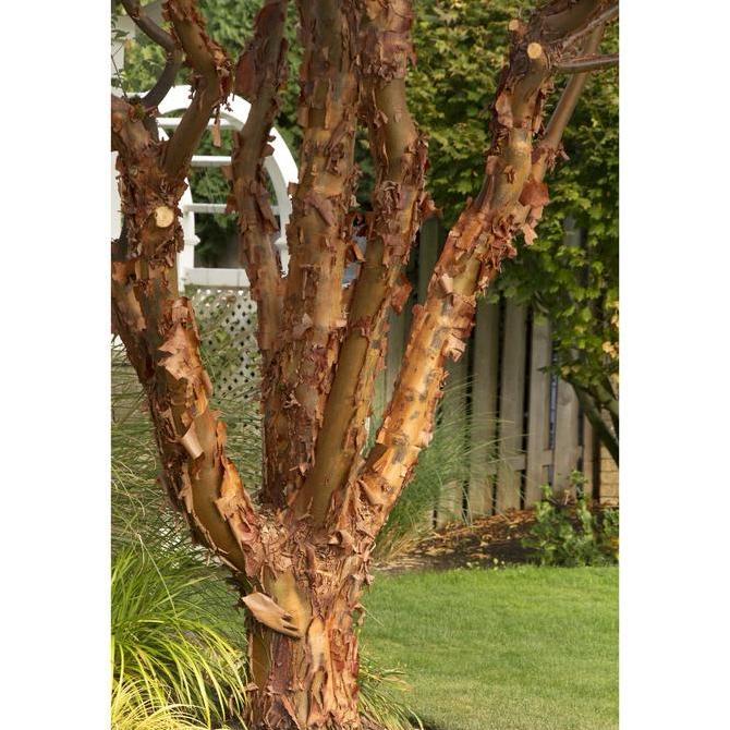 Benih Bibit Biji - Chinese Paperbark Maple Acer griseum Tree Pohon Eksotis Seeds - IMPORT