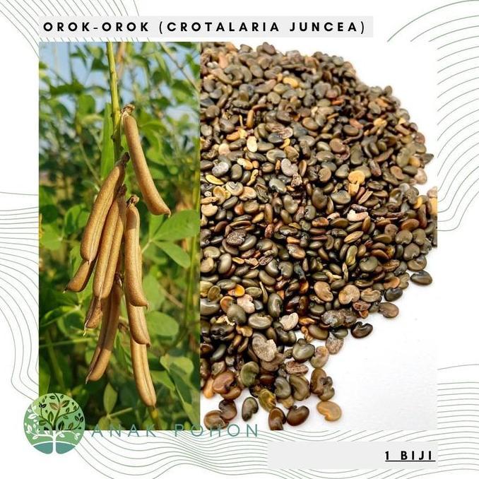 Benih Bibit Biji - Orok Orok (Crotalaria juncea) Penghasil Biomassa
