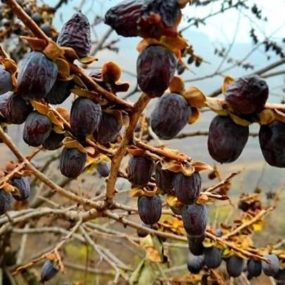 Benih Bibit Biji - Buah Black Jujube Chinese Black Dates Angco Hitam Kurma Korea Kurma China Fruit S