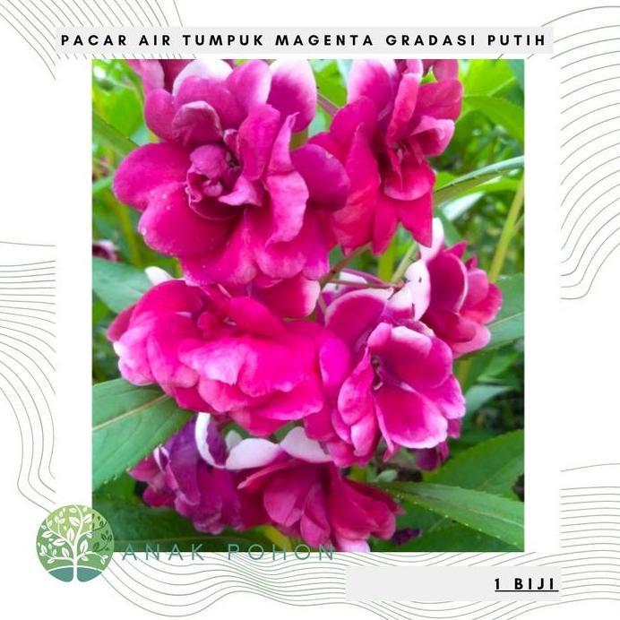 Benih Bibit Biji - Bunga Pacar Air Tumpuk MAGENTA GRADASI PUTIH Seeds