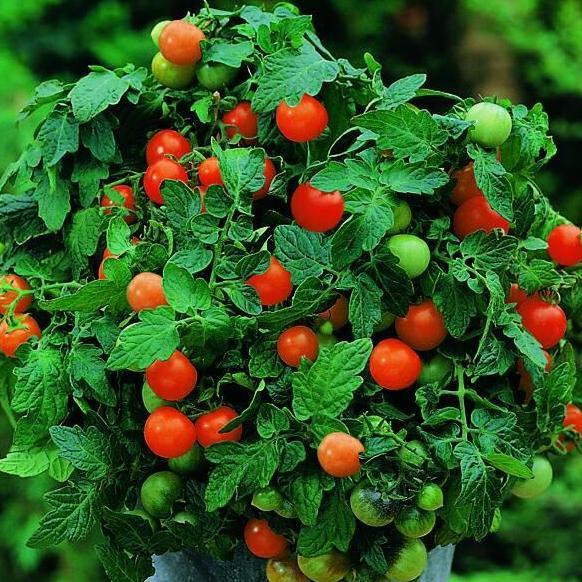 Benih Bibit Biji - Tomato (Cherry) Garden Pearl Tomat Ceri Seeds - IMPORT
