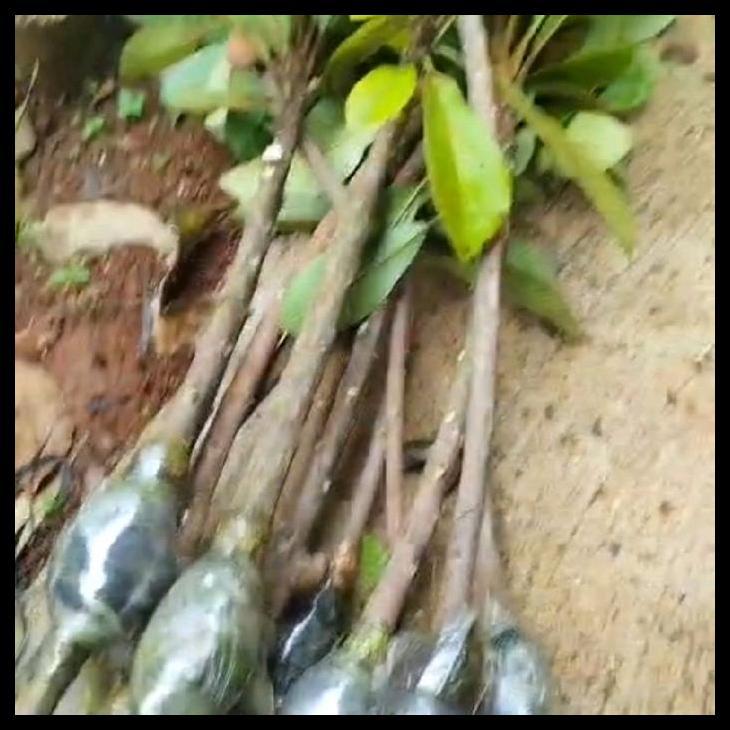 Promo / Mamey Sapote Jenis Super Red Asli