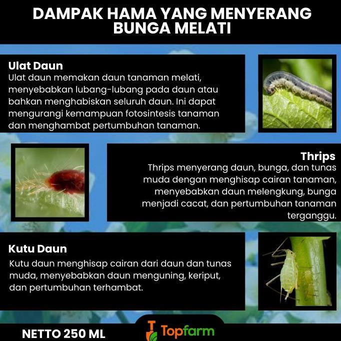 Obat Hama Tanaman Melati / Obat Semprot Hama Bunga Melati / Insektisida Khusus Tanaman Hias / Pestis