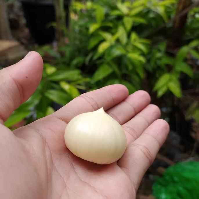 Bawang Putih Tunggal KUPAS 1 KG BERSIH LANANG JUMBO GREGET BS
