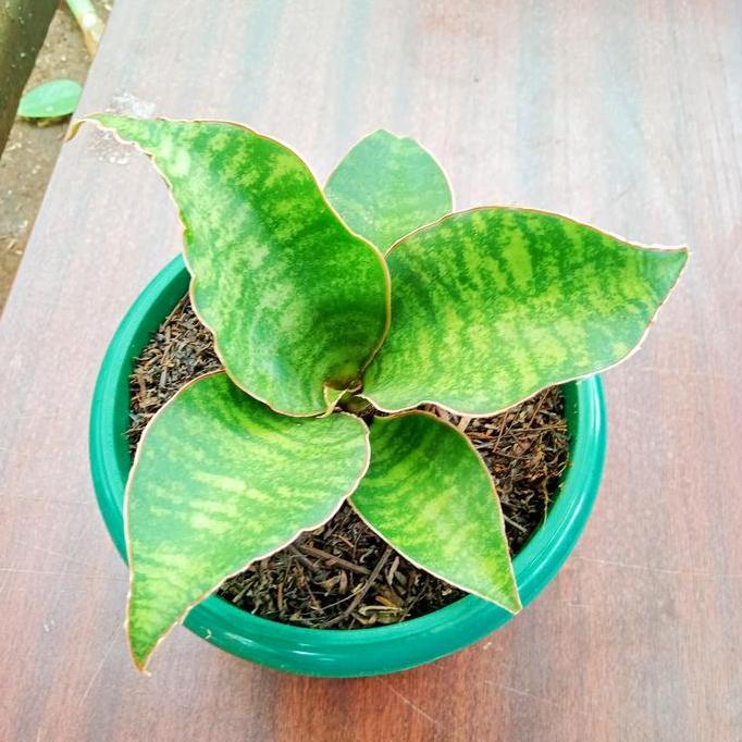 sansevieria dragon compacta varigata | tanaman pot meja