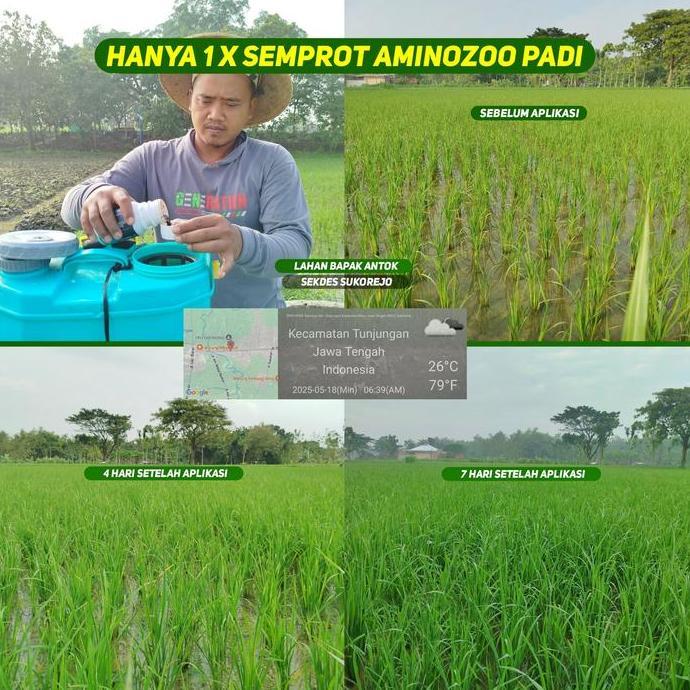 Aminozoo 1 Liter-Spesial Peranakan Padi dan Atasi Tanaman Padi Asem Asemen-Pupuk Organik Cair Asam A