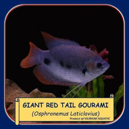 TERLARIS IKAN HIAS AIR TAWAR - GURAME SABAH / GIANT RED TAIL GOURAMI / OSPHRONEMUS LATICLAVIUS (SIZE
