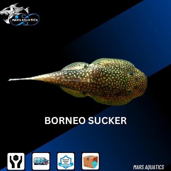 TERLARIS IKAN HIAS IKAN BORNEO SUCKER GASTROMYZON HILLSTREAM LOACH IKAN HIAS