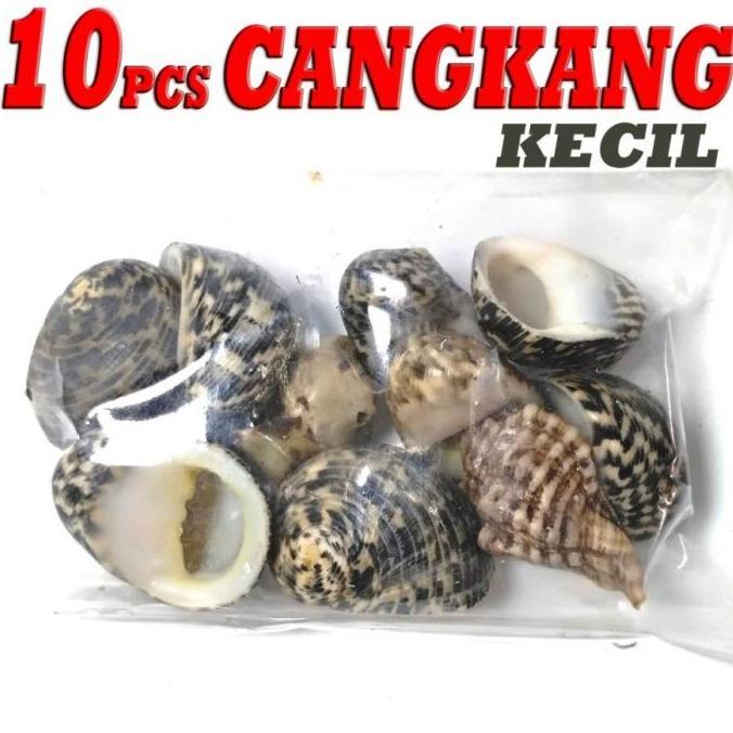 cangkang kosong shell kelomang umang keong hermit crab kecil murah