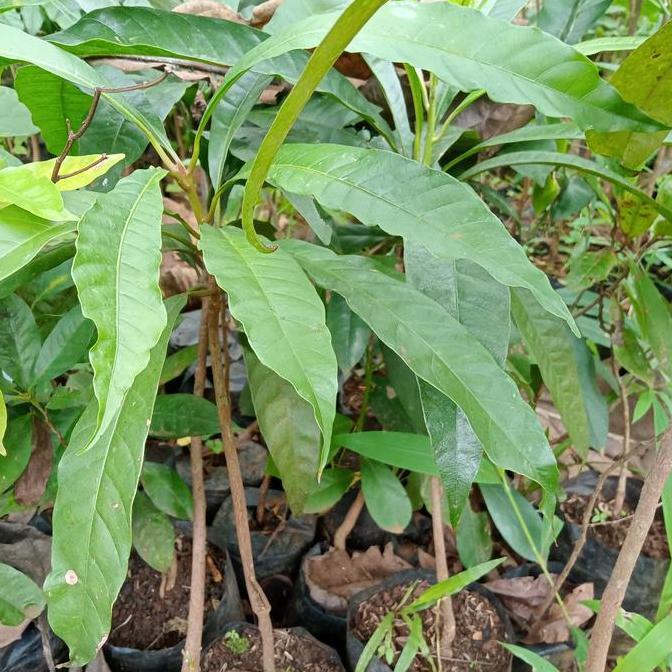 tanaman pohon buah alkesah | sawo mentega