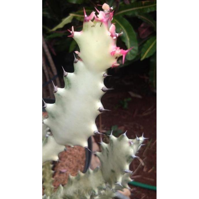 Kaktus euphorbia lactea/kaktus white ghost