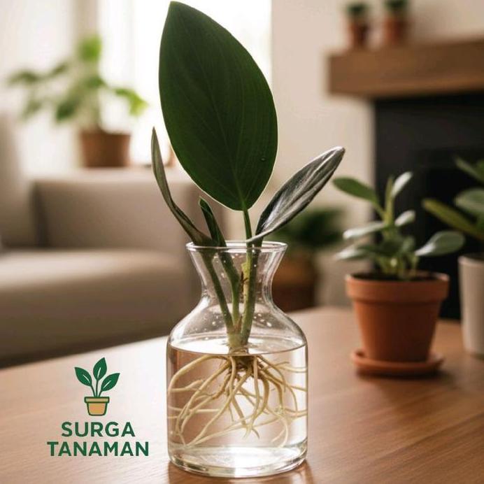 Tanaman hias indoor media air Scindapsus treubi black borneo