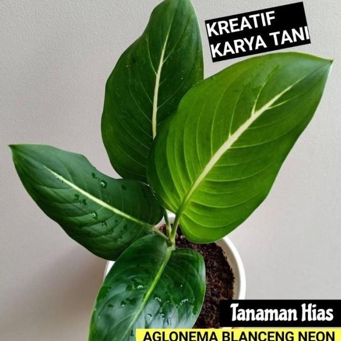 Tanaman hias Aglonema Blanceng Neon - Blanceng neon tanaman