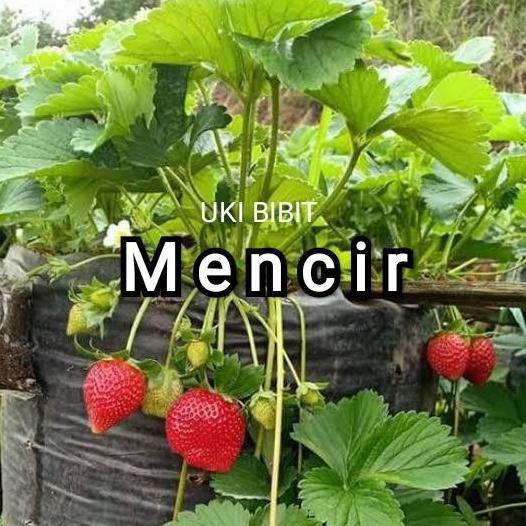 ( 600 Butir ) Benih Strawberry Mencir | Dataran Rendah