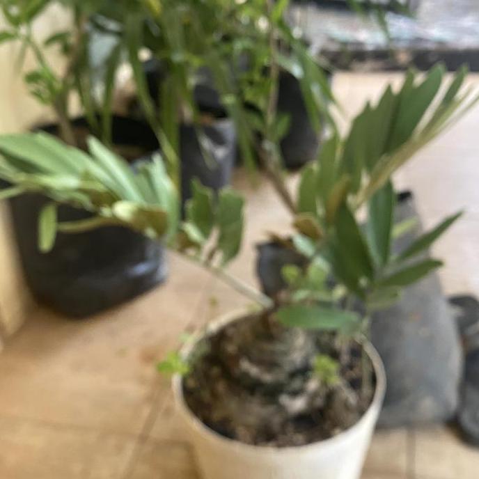 tanaman hias zamia furfuracea  // sikas zamia
