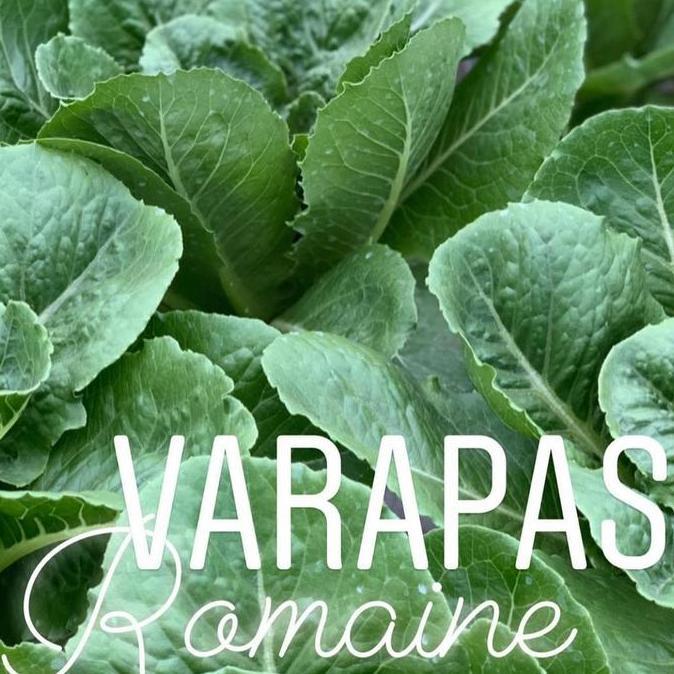 Parkz- Benih Lettuce Romaine Verapas Bejo Seed - Import