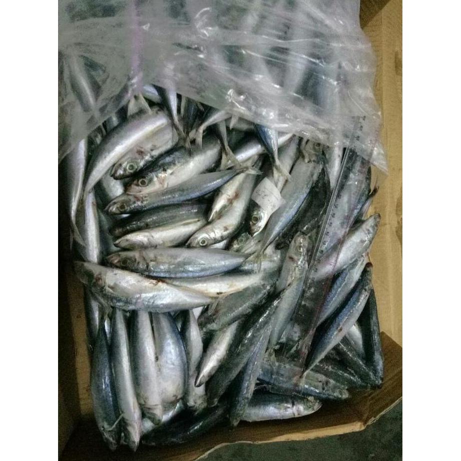 Duniaikanqita- Ikan Layang Cuek 00-50 Beku Per Dus