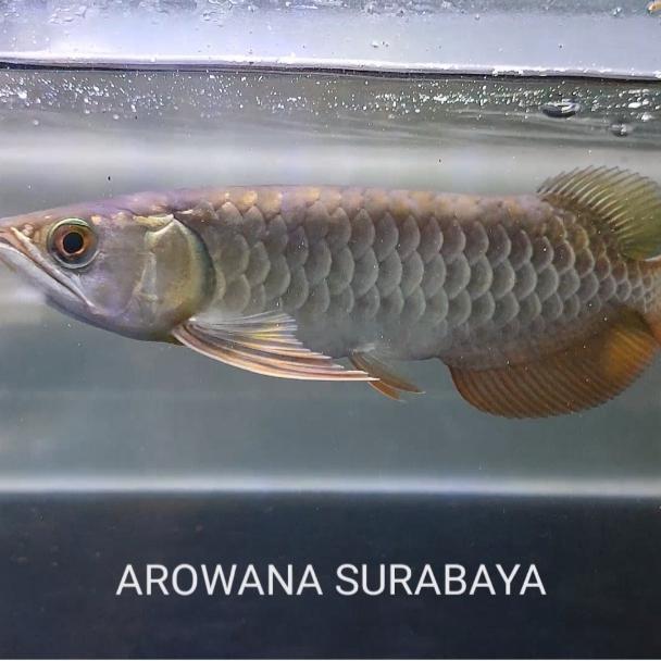 Arwana Golden Crossback 18-20 cm