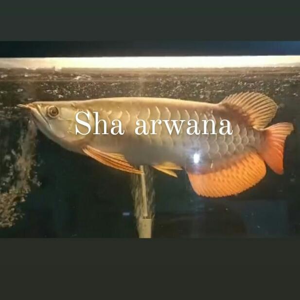 golden red arwana golden highback premium