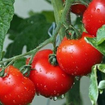 Nutrisi AB Mix Hidroponik Khusus Tanaman Tomat Agrifam 5 Liter