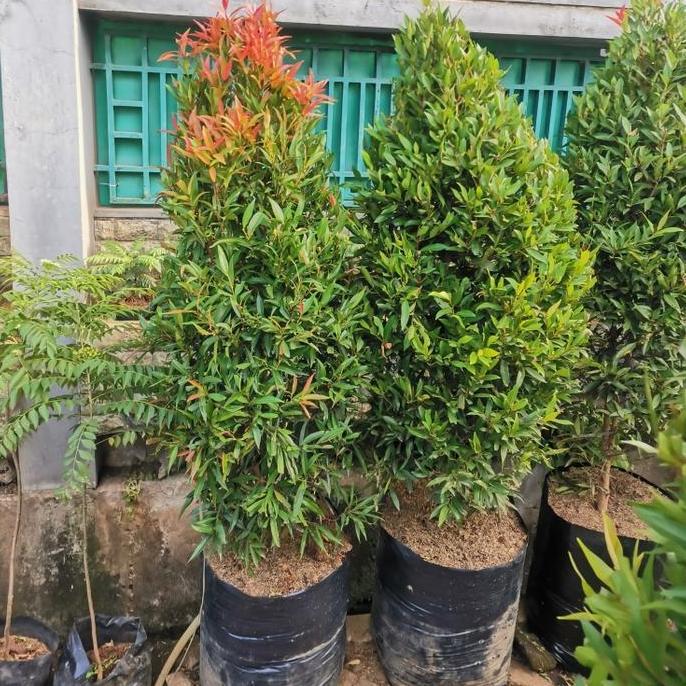tanaman pucuk merah rimbun, tinggi 1,5 sampai 2meter