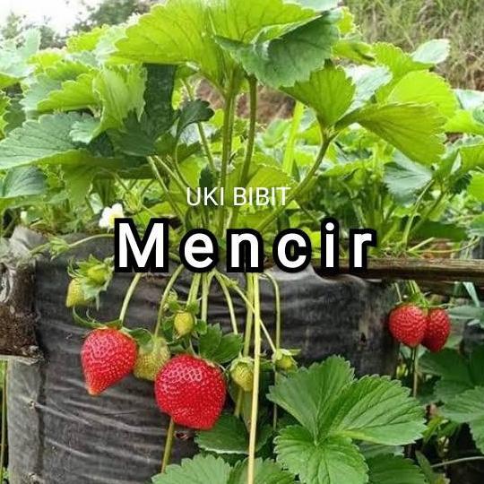 ( 600 Butir ) Benih Strawberry Mencir | Dataran Rendah