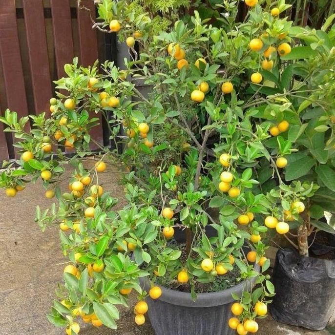 tanaman buah pohon jeruk kip lemon cina sdh berbuah tinggi 50-60cm