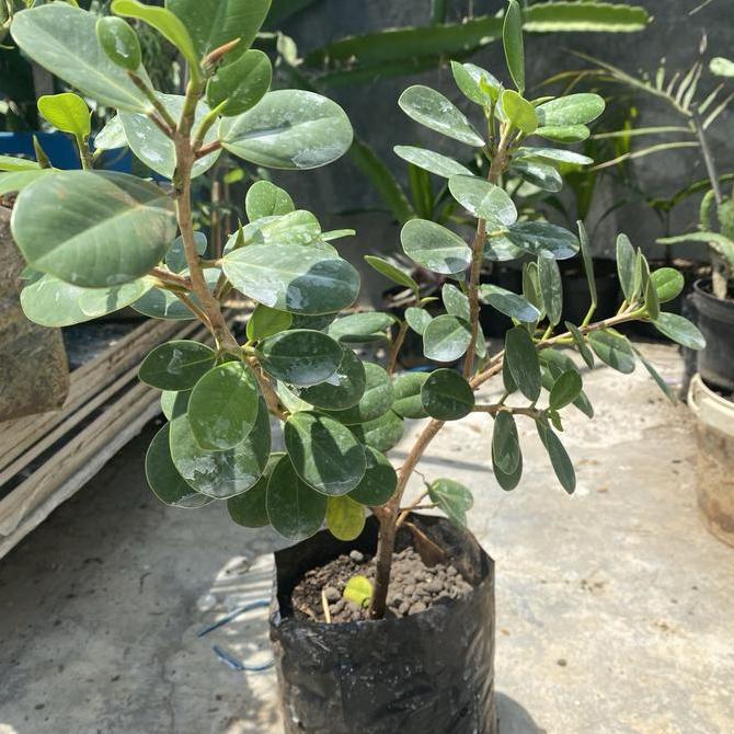 Beringin bonsai tanaman hias bonsai // Bonsai Pohon Beringin Dolar