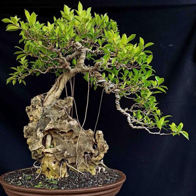 Bonsai Beringin Lokal Local Iprik Kimeng Ficus Microcarpa B-BR-001