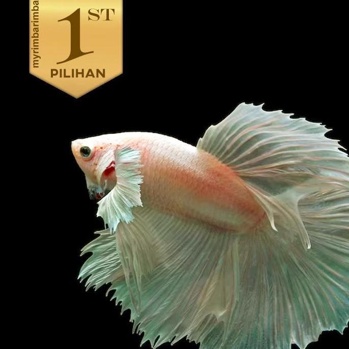 Cupang Dumbo Ear Halfmoon Platinum Ikan Hias Hiasan Aquarium Aquascape
