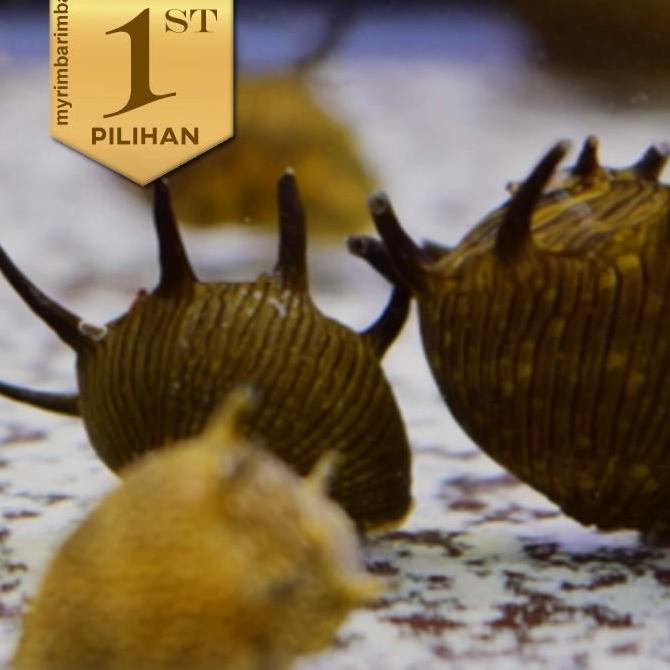 Paket Koloni (isi 10) Keong Tanduk Hiasan Aquarium Aquascape Ikan Hias Tanaman Air Tawar