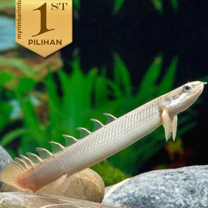 Palmas Golden Senegalus Ikan Hias Predator "Naga Mas" Hiasan Aquarium