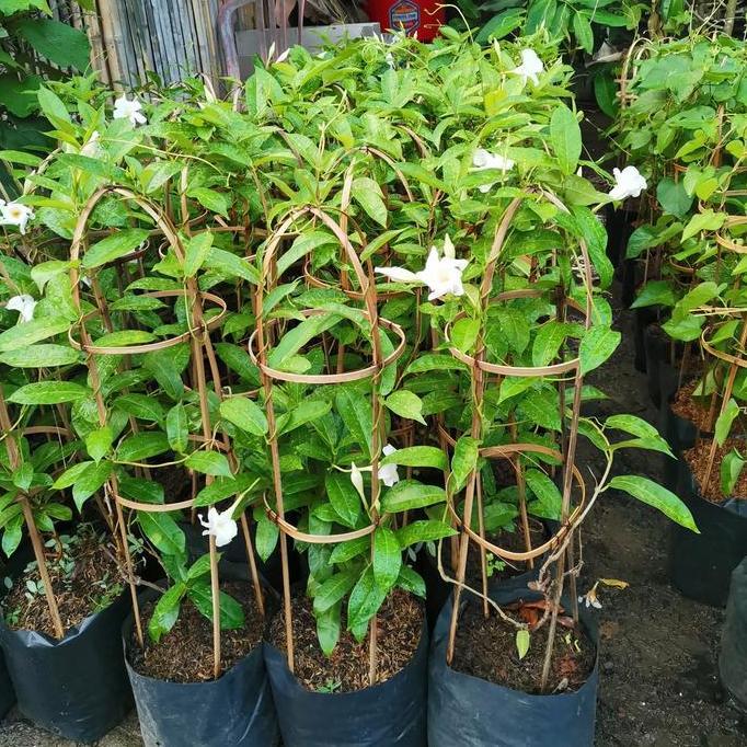 Giardino- Tanaman Alamanda Kuning/ Alamanda Merah/ Alamanda Putih/ Alamanda Ungu