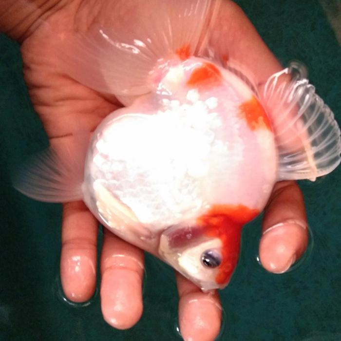 Ikan Maskoki Ryukin RW